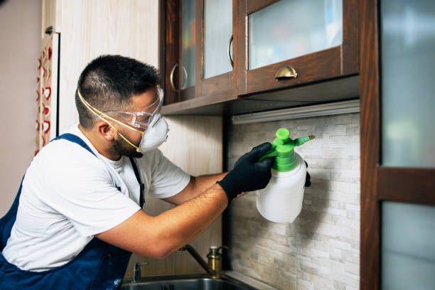 Wasp Removal Services in Eatonville, FL